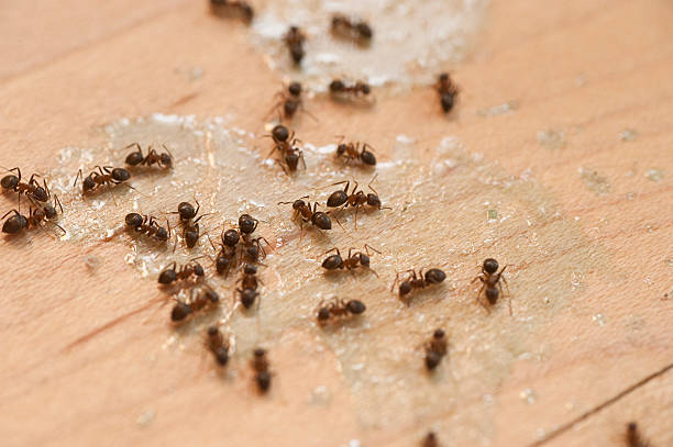 Trusted Torrance, CA Pest Control Experts