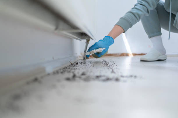 Best Flea Control Services  in Torrance, CA